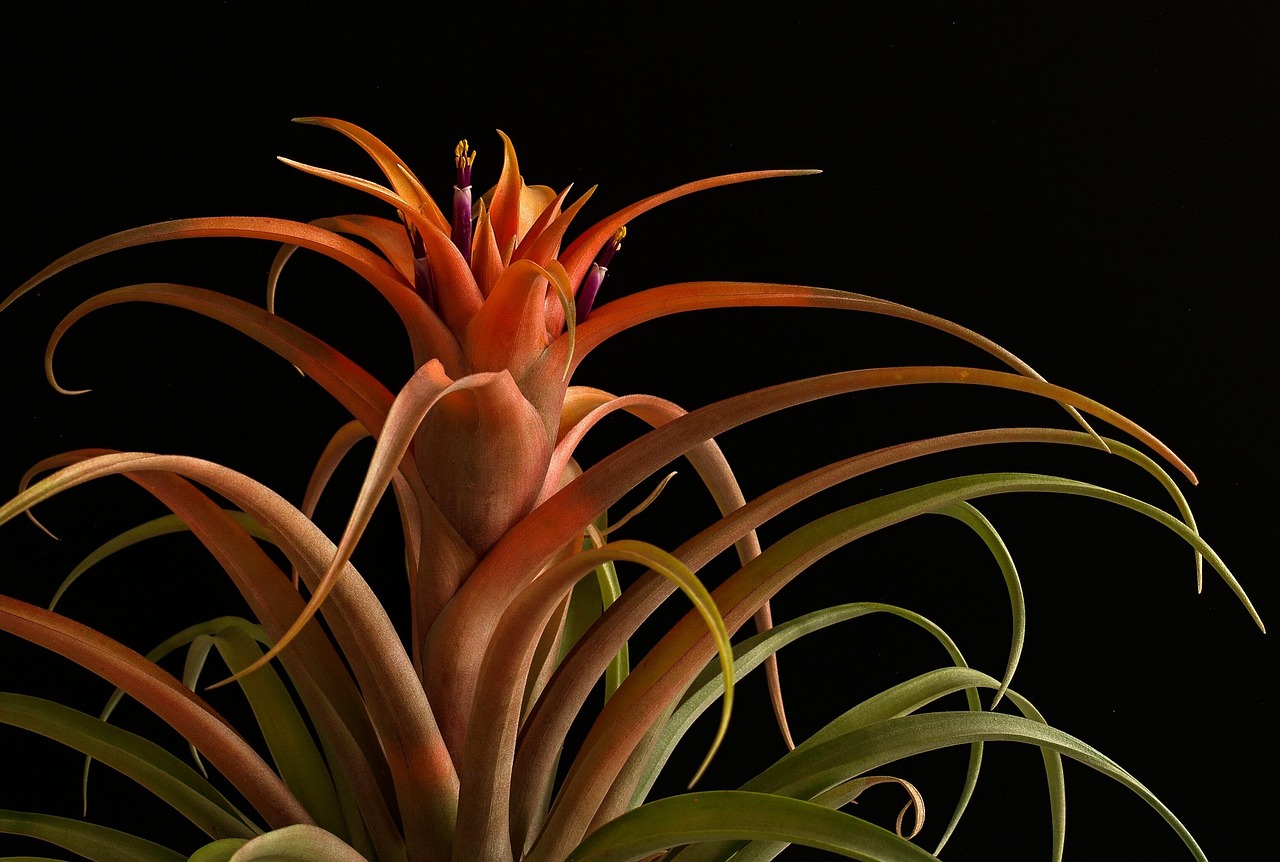 证件素材与Apple ID夜巡｜大杂烩小铺